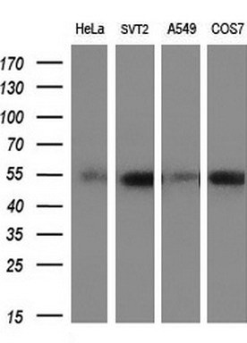 m00026 4 anti c myc myc mouse monoclonal antibody clone id oti1a6 wb testing 2