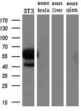 m00026 4 anti c myc myc mouse monoclonal antibody clone id oti1a6 wb testing 3