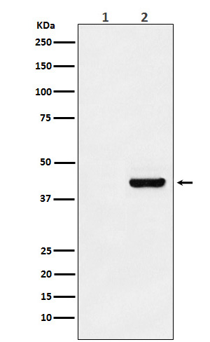 Western blot analysis of Myc-tagged protein expression in (1) 293T cell lysate; (2) 293T cell transfected with Myc-tagged protein lysate