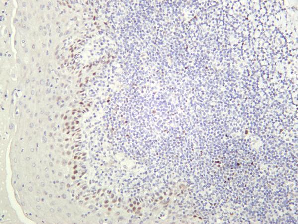 Human tonsil was stained with Anti-c-Myc rabbit antibody