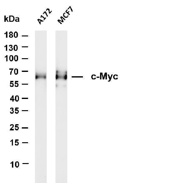 Various whole cell lysates were separated by 4-20% SDS-PAGE, and the membrane was blotted with anti-c-Myc antibody