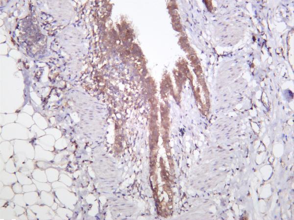 Rat lung was stained with anti-JAK2 rabbit antibody