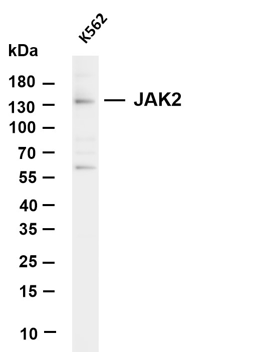 m00027 3 jak2 primary antibodies wb testing 1