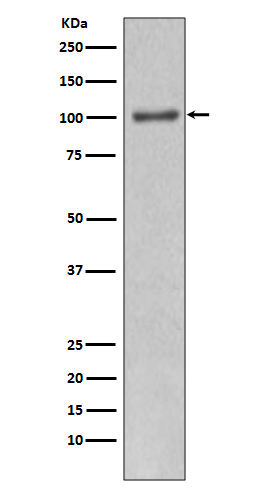 m00029 wb