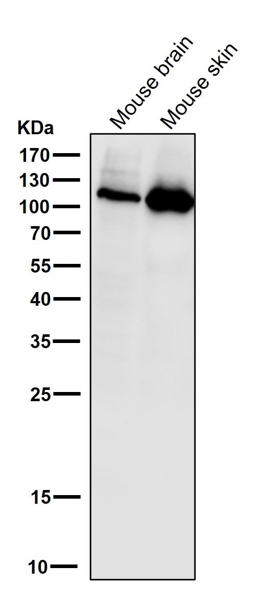m00029 wb8
