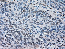 m00030 1 anti erk2 mapk1 mouse monoclonal antibody clone id oti6f8 ihc testing 5