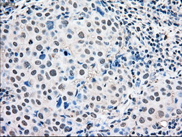 m00030 1 anti erk2 mapk1 mouse monoclonal antibody clone id oti6f8 ihc testing 6