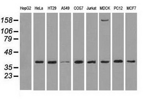 Western blot analysis of extracts (35ug) from 9 different cell lines by using anti-MAPK1 monoclonal antibody