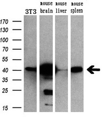Western blot analysis of extracts (10ug) from a mouse cell line and 3 different mouse tissues by using anti-MAPK1 monoclonal antibody (1:200)