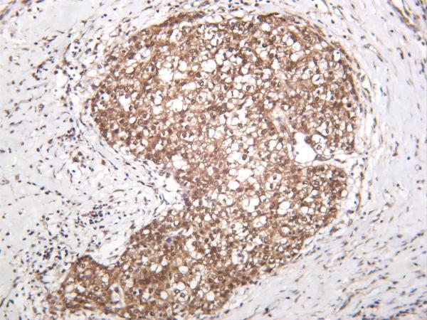 m00030 2 mapk1 primary antibodies ihc testing 1