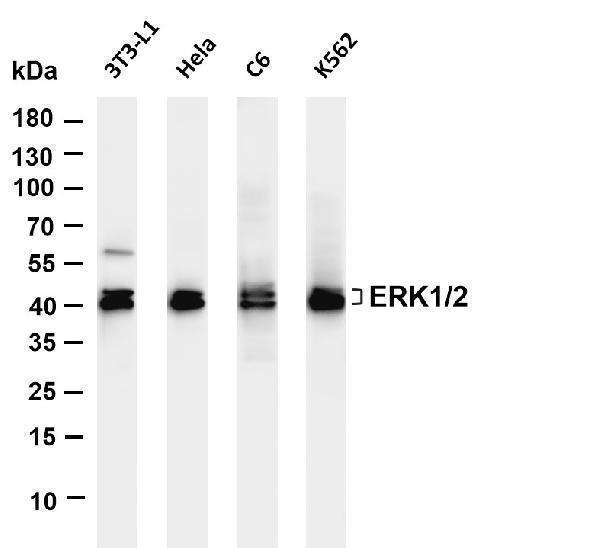 m00030 2 mapk1 primary antibodies wb testing 1
