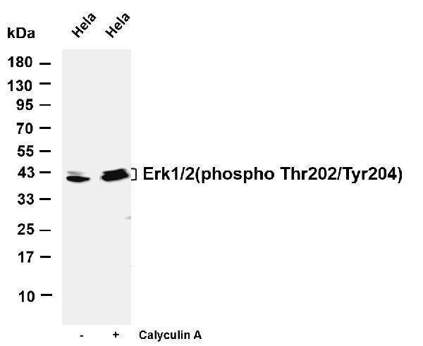 m00030 3 mapk1 primary antibodies wb testing 1