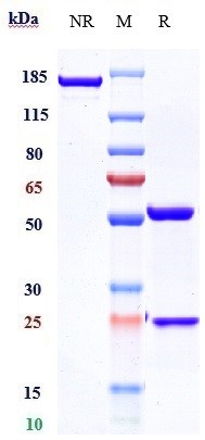 Anti-CXCR4/CD184 Reference Antibody (ulocuplumab) on SDS-PAGE under reducing (R) condition