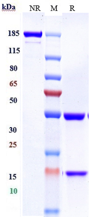 Anti-CXCR4/CD184 Reference Antibody (ulocuplumab-MMAE) on SDS-PAGE under reducing (R) condition