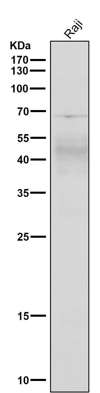 All lanes use the Antibody at 1:500 dilution for 1 hour at room temperature