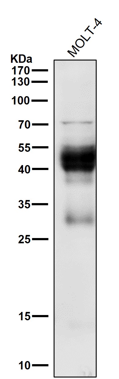All lanes use the Antibody at 1:500 dilution for 1 hour at room temperature