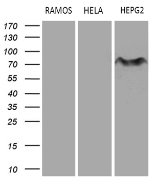 Western blot analysis of extracts (35ug) from 3 different cell lines by using anti-MYCN monoclonal antibody (HepG2: human; HeLa: human; RAMOS: human) (1:500)
