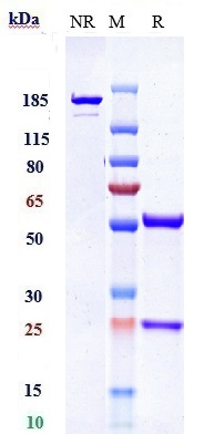 Anti-NOTCH1 Reference Antibody (Pfizer patent anti-Notch1) on SDS-PAGE under reducing (R) condition