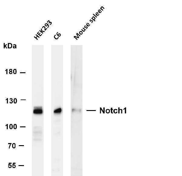 Various whole cell lysates were separated by 6% SDS-PAGE, and the membrane was blotted with anti-Notch1 antibody