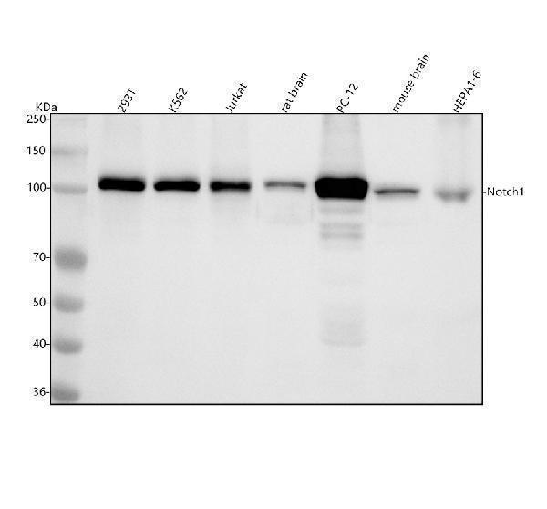  Western blot analysis of NOTCH1 using anti-NOTCH1 antibody (M00024-1)