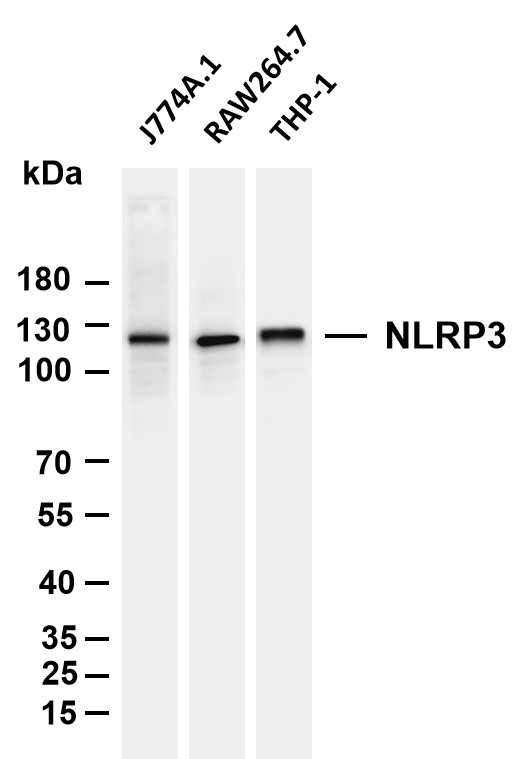Various whole cell lysates were separated by 4-20% SDS-PAGE, and the membrane was blotted with anti-NLRP3 antibody