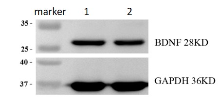 m00035 1 bdnf primary antibodies wb review 1