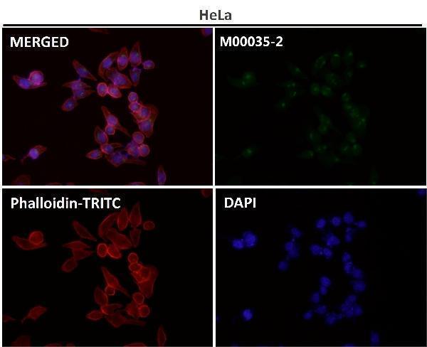 Immunofluorescent analysis using the Antibody at 1:150 dilution.