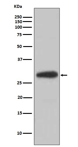 m00035 2 wb