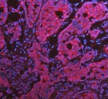 m00036 1 stat1 primary antibodies if testing 12