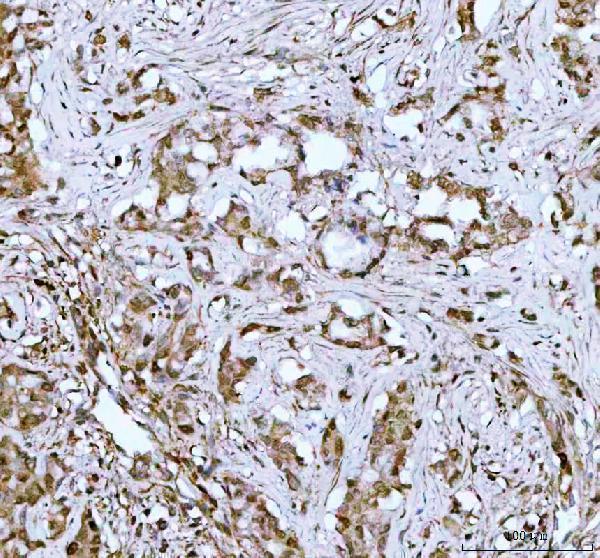 m00036 1 stat1 primary antibodies ihc testing 3