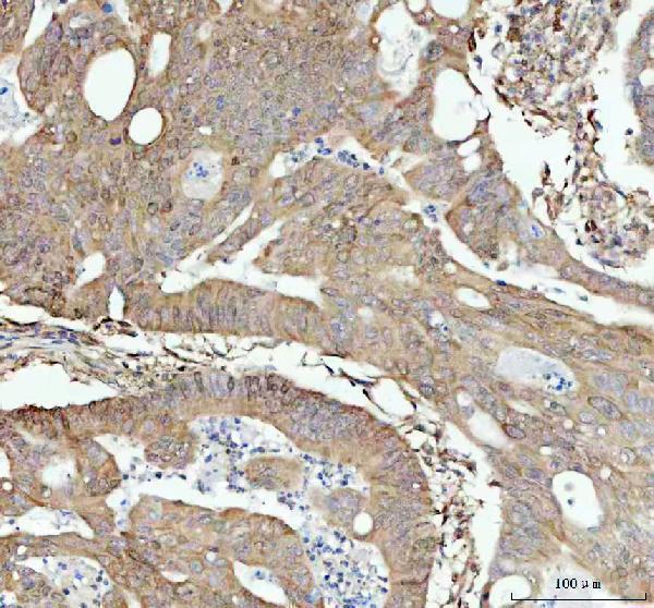 m00036 1 stat1 primary antibodies ihc testing 3_1