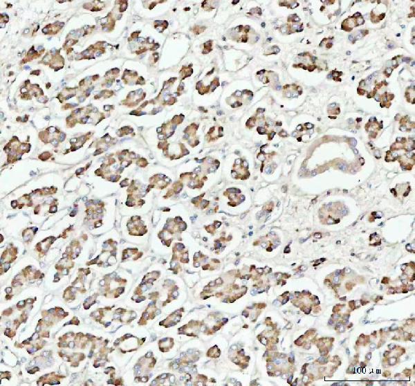 m00036 1 stat1 primary antibodies ihc testing 4