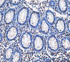 m00036 1 stat1 primary antibodies ihc testing 5