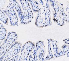 m00036 1 stat1 primary antibodies ihc testing 6