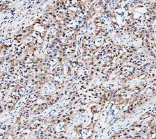 m00036 1 stat1 primary antibodies ihc testing 8