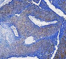 m00036 1 stat1 primary antibodies ihc testing 9