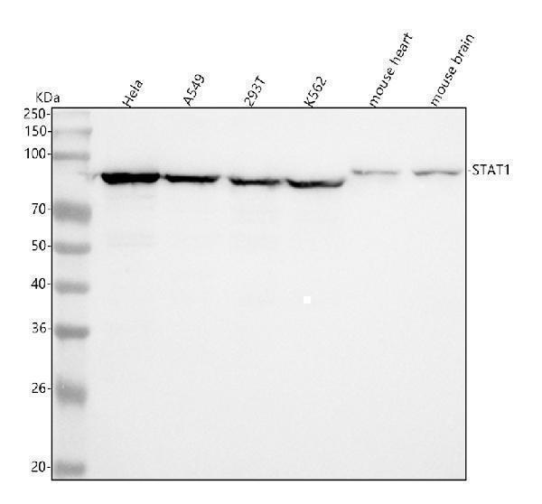 m00036 1 stat1 primary antibodies wb testing 1