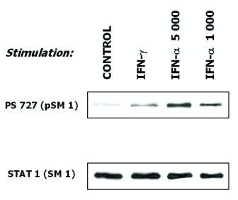m00036 3 stat1 primary antibodies wb testing 1