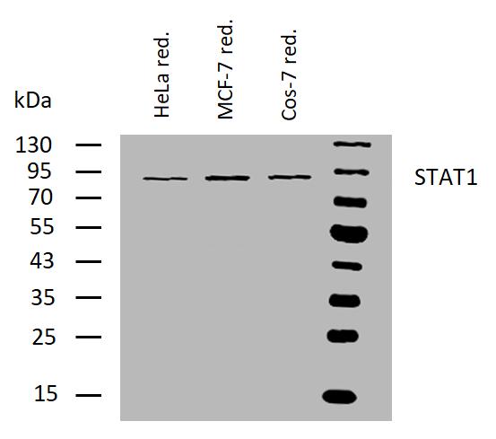 m00036 3 stat1 primary antibodies wb testing 2