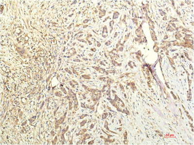 m00036 5 stat1 primary antibodies ihc testing 1