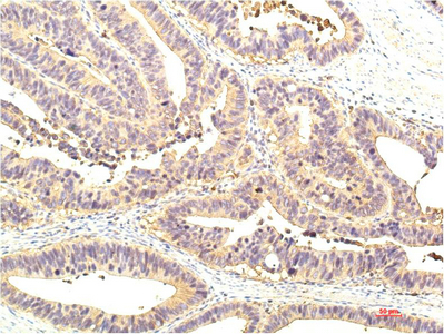 m00036 5 stat1 primary antibodies ihc testing 2