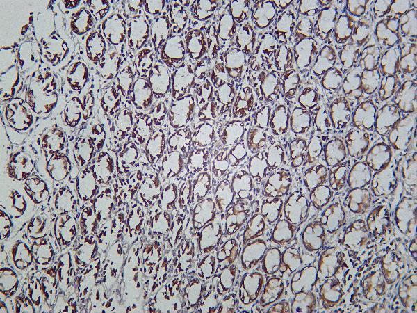 Rat colon was stained with Anti-STAT1 α rabbit antibody