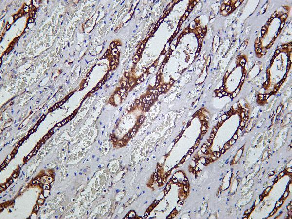 Human kidney was stained with Anti-STAT1 α rabbit antibody