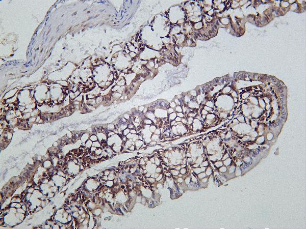 Mouse colon was stained with Anti-STAT1 α rabbit antibody