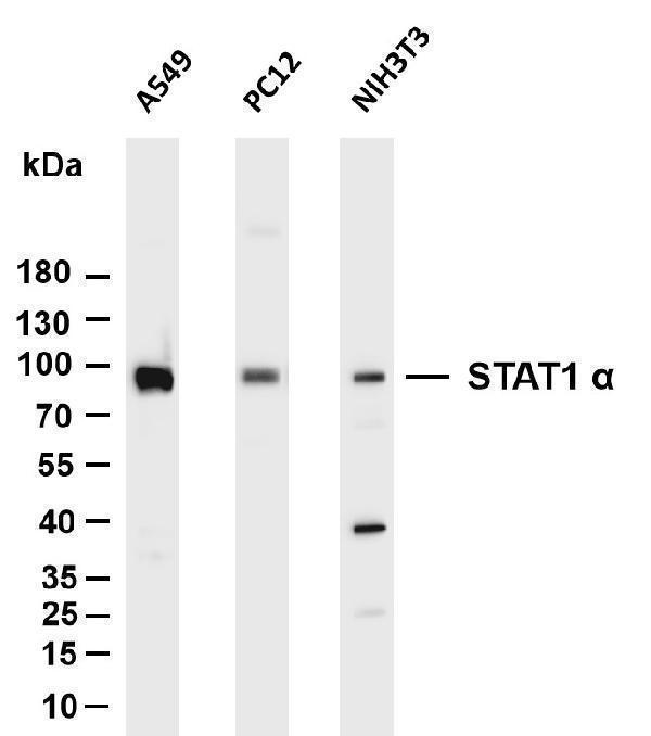 m00036 6 stat1 primary antibodies wb testing 1