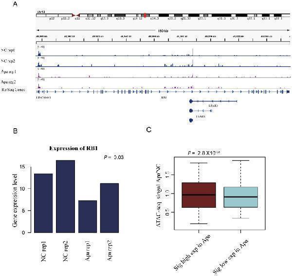 Changes in chromatin accessibility are consistent with global transcriptome changes