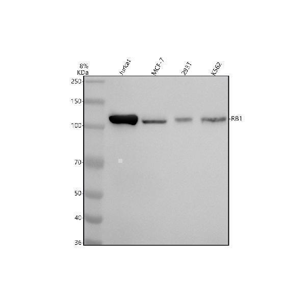  Western blot analysis of Rb using anti-Rb antibody (M00039-2)