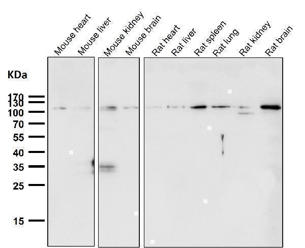 All lanes use the Antibody at 1:3K dilution for 1 hour at room temperature