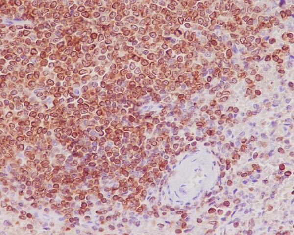m00040 1 ihc