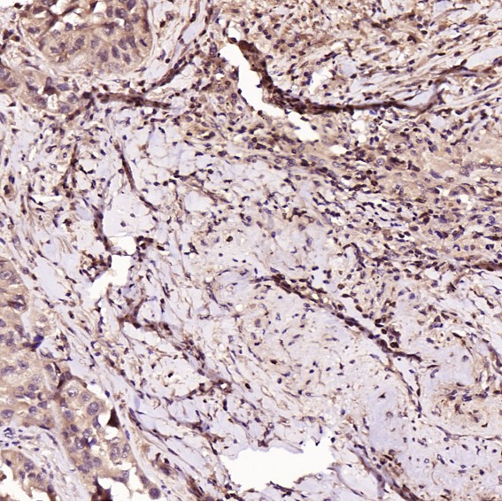 m00040 1 ihc10